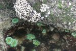 PICTURES/Oregon Coast Road - Cape Perpetua/t_Sea anemone green _7.JPG